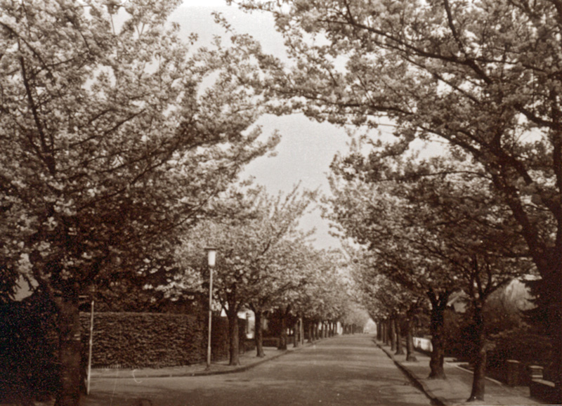 Büttgen, Japanische Kirschbäume an der Hubertusstraße in den 1960er-Jahren