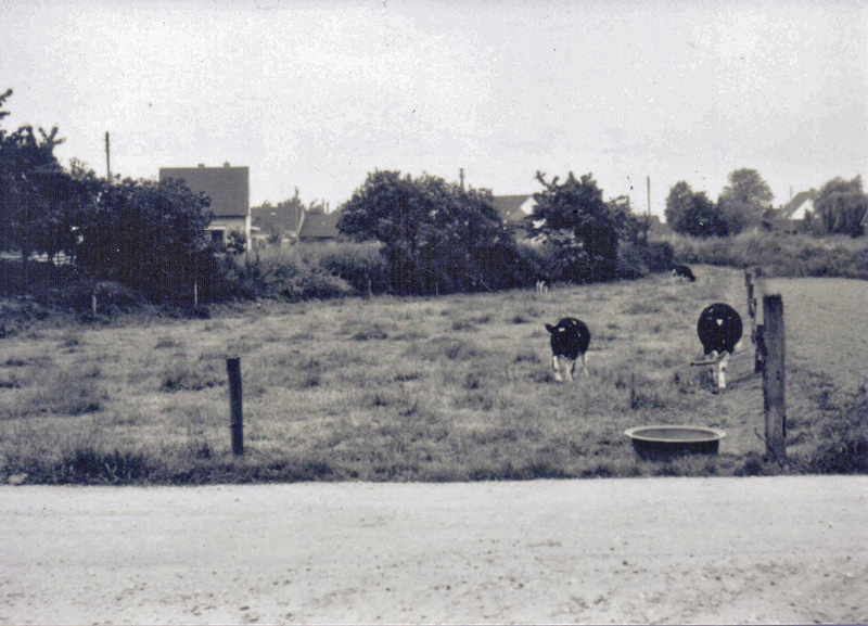Driesch, Driescherfeld, Viehweide der Familie Kamper in den 1960er-Jahren