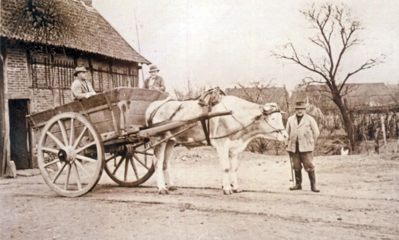 Driesch, Driescherfeld, Schlagkarre mit Ochsengespann um 1940 auf dem Hof von Kamper (heute Hagen)
